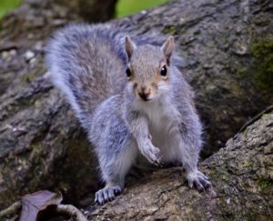 Grey squirrel damage.