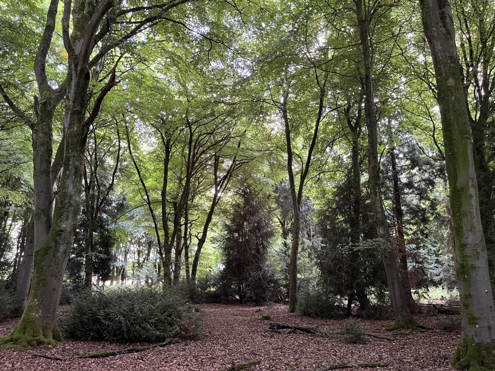 Beneath the protection of the canopy