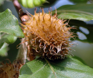 beech nut