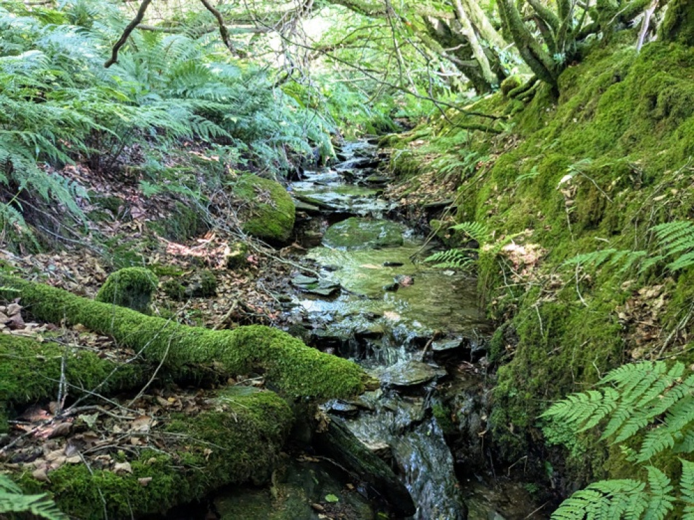 Attractive stream along the south of the woodland