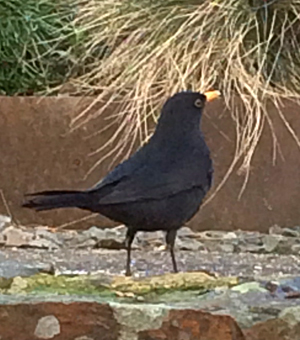 Blackbirds, climate change and disease.