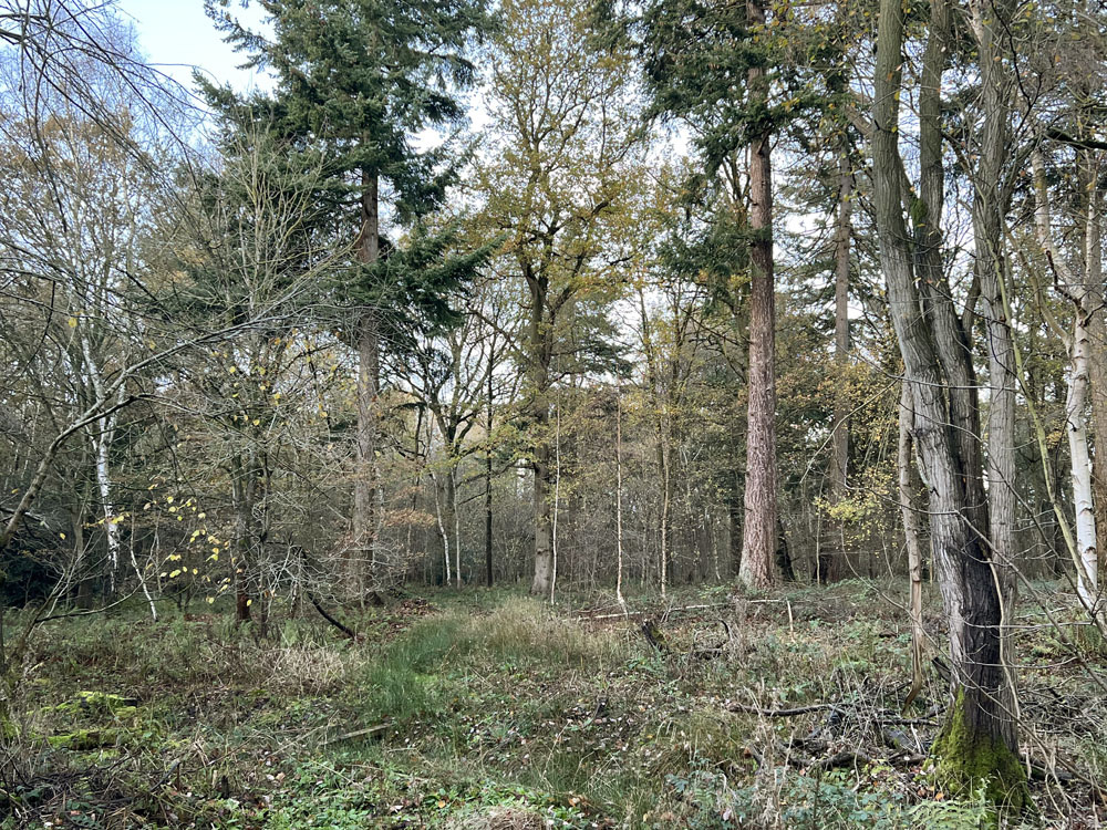 View back to an oak amongst the Douglas fir