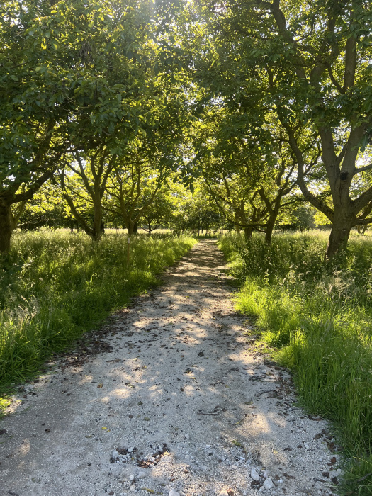 Summer track to wood. 