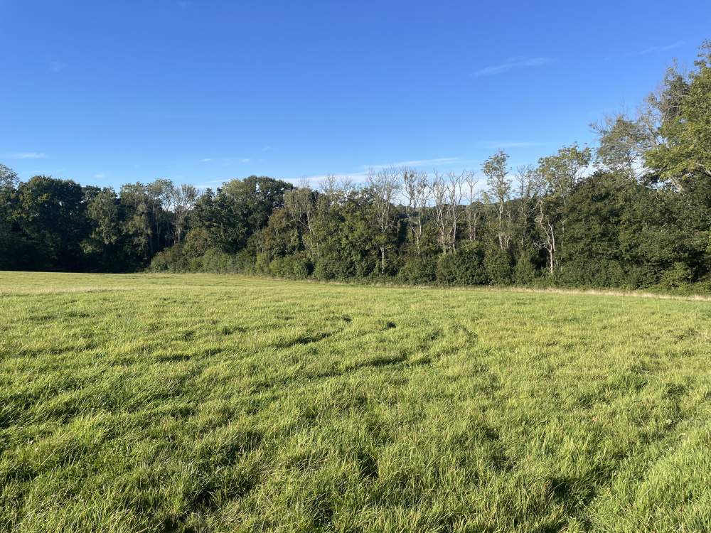 Bridge meadow is enveloped by woodland on three sides