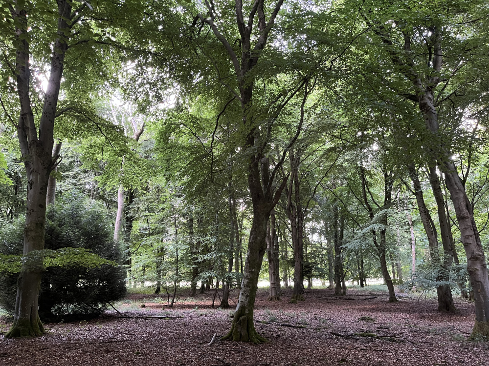 Looking through Brockley Wood