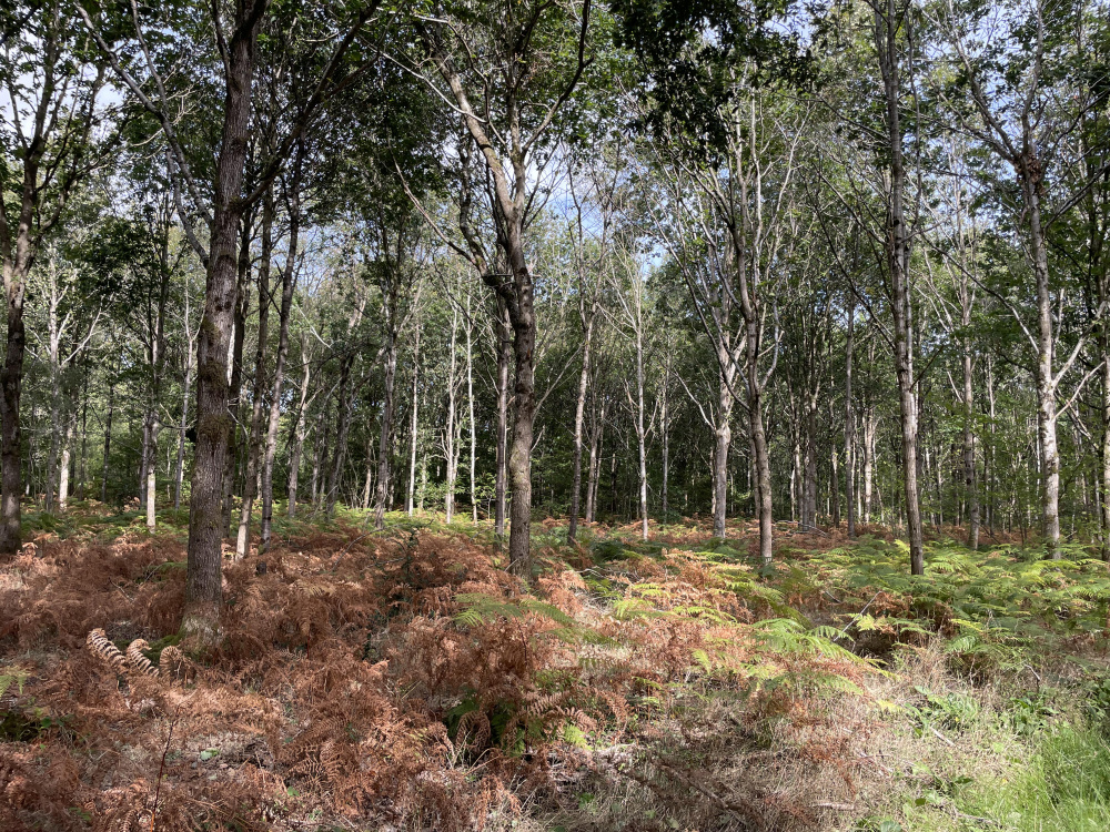 View into Chiffchaff Wood from the western boundary 