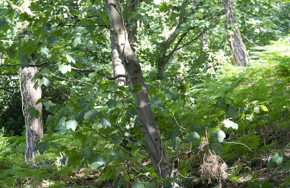 Mature trees flourish on the upper slopes
