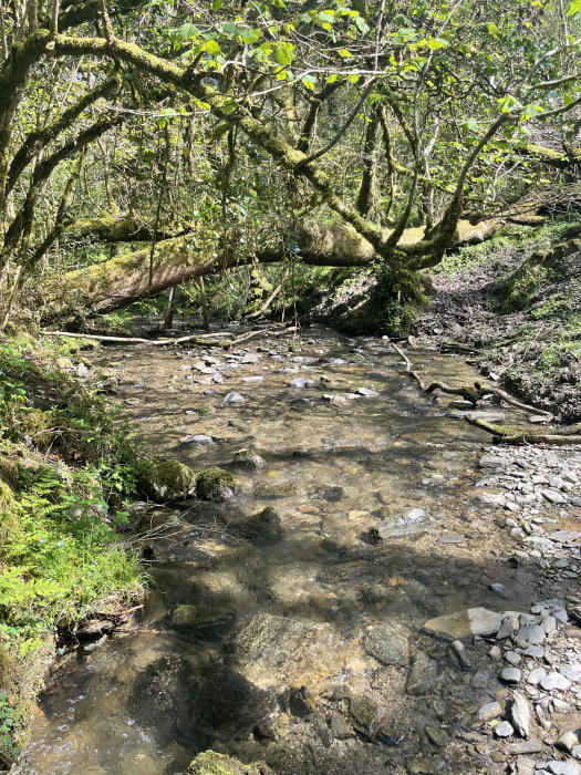 Brook in western sector