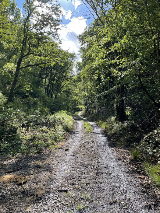 Main track leading up to the entrance of Coed Craig a Ffynnon