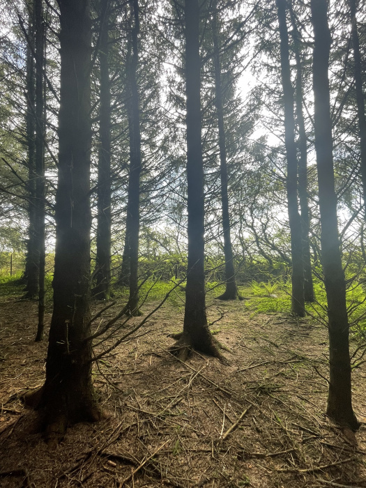 Inside the wood looking towards the eastern boundary 