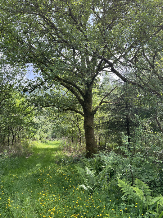 Large oak at midpoint on the grassy ride forming the eastern boundary 