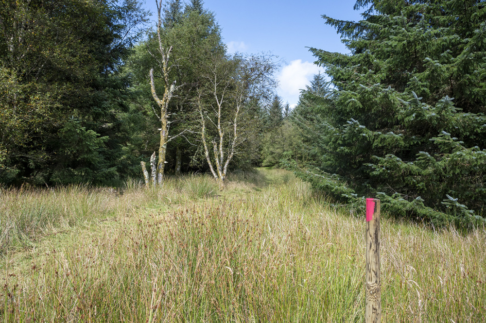 Brush cut path leading into Mur Llwyd