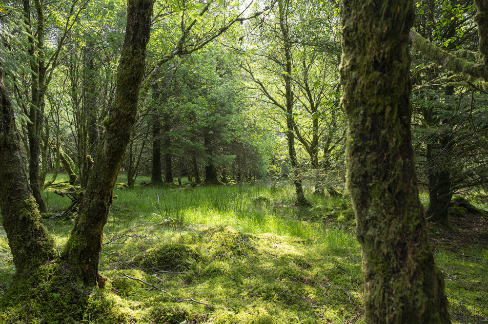 Quiet light in the woodland