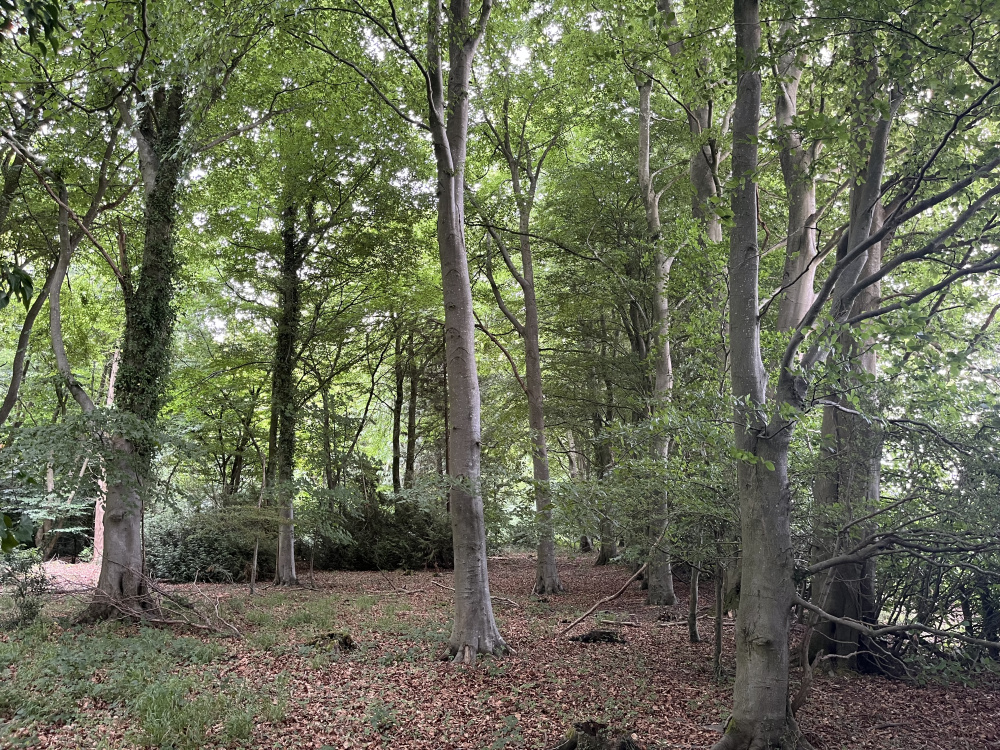 Mighty beech trees