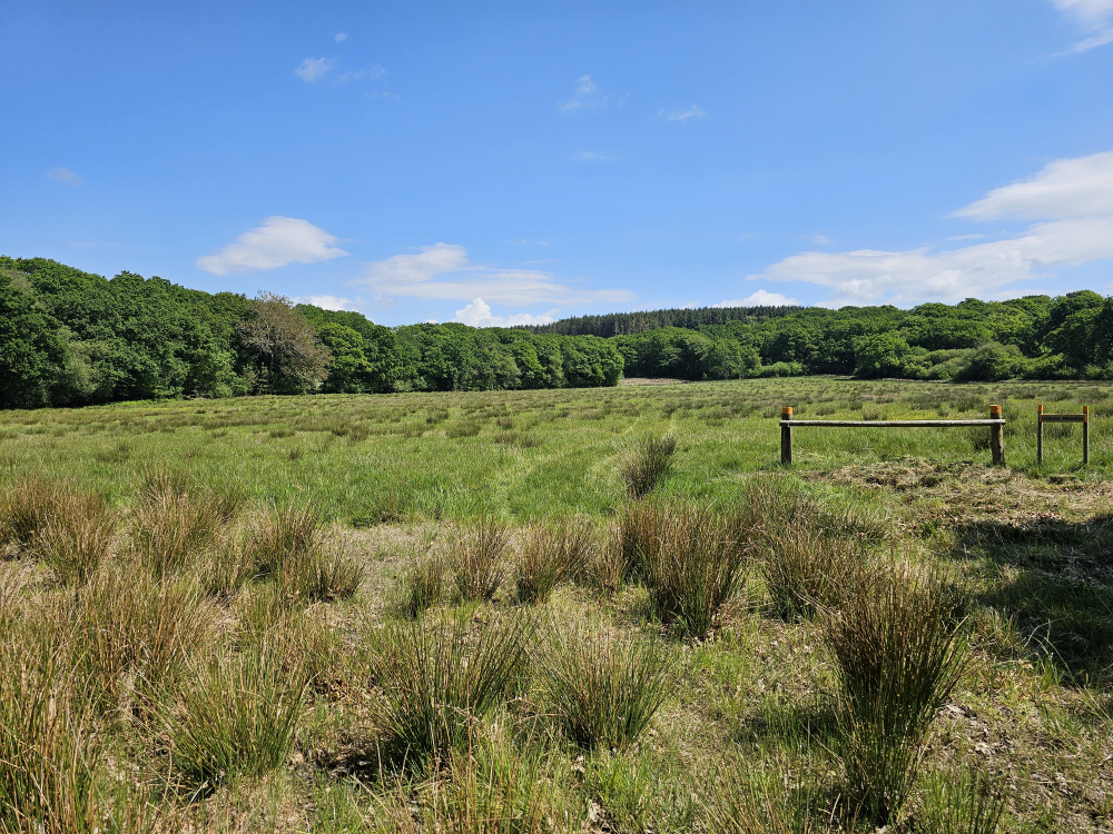 Recent spring time view  across Fellows meadow