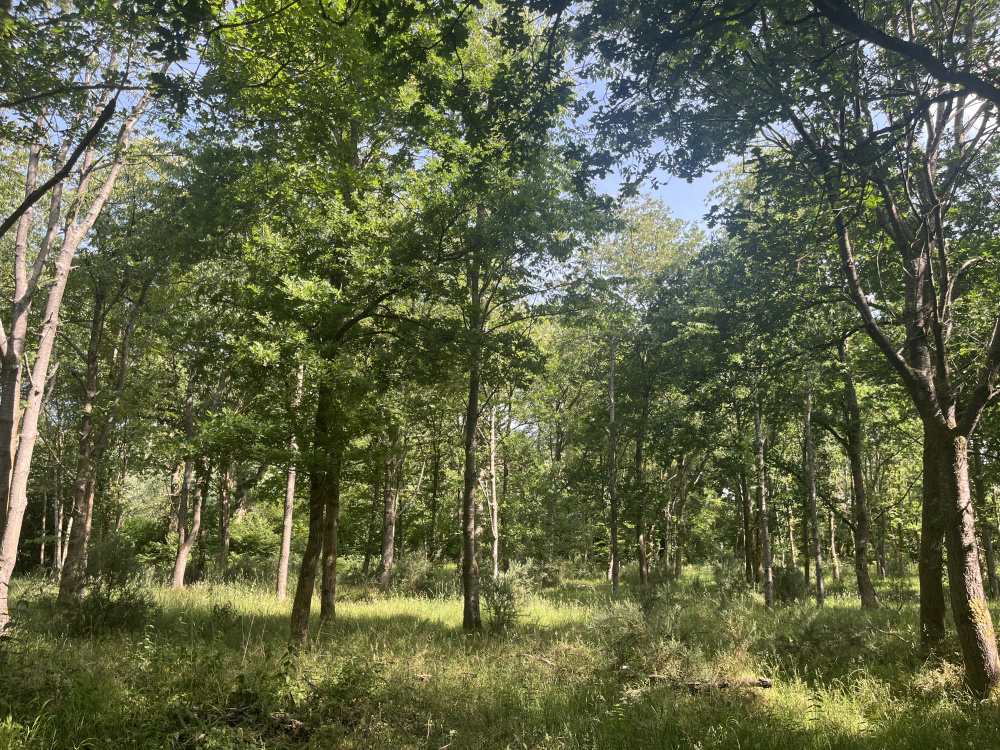 Delightful mixed woodland