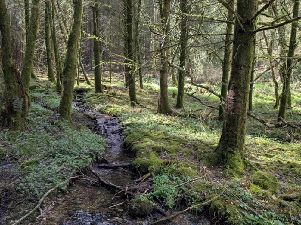 The eastern edge of Gallant Wood