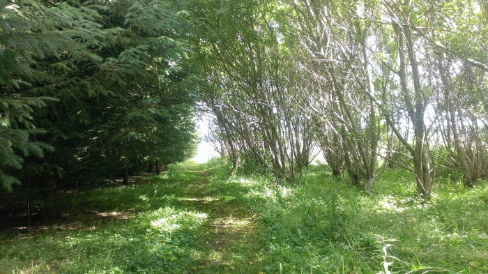 willow coppice