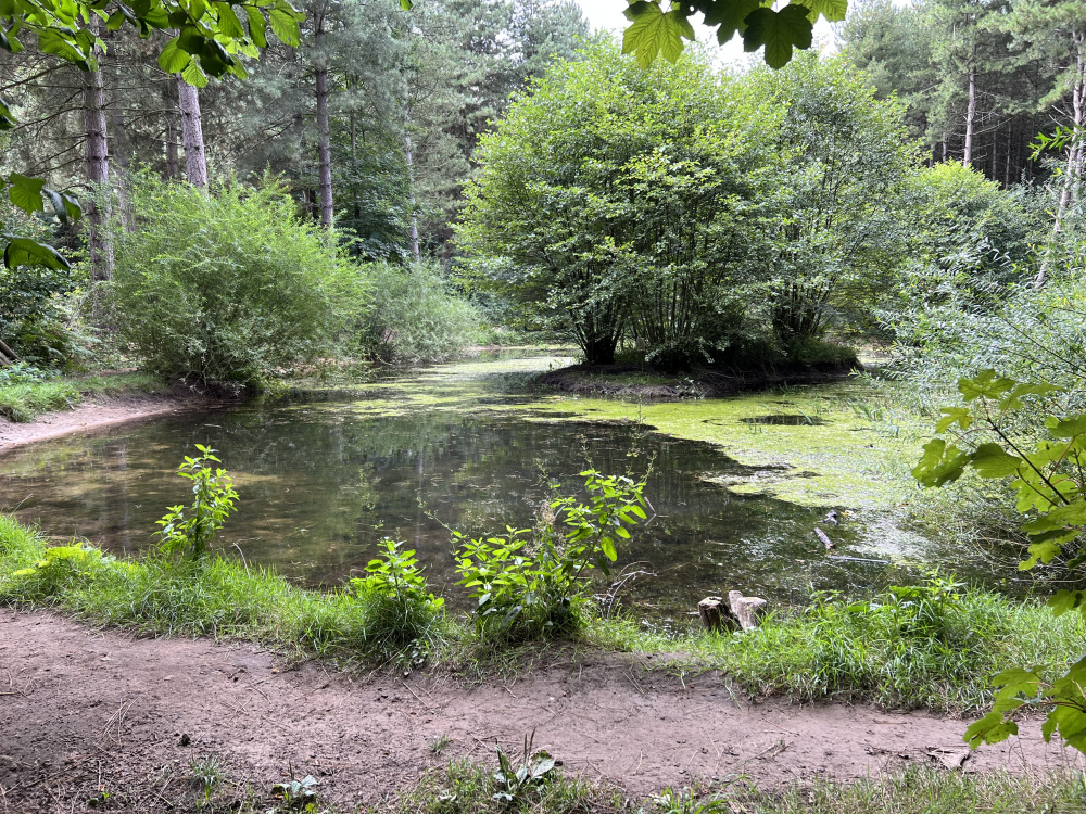Small lake with island