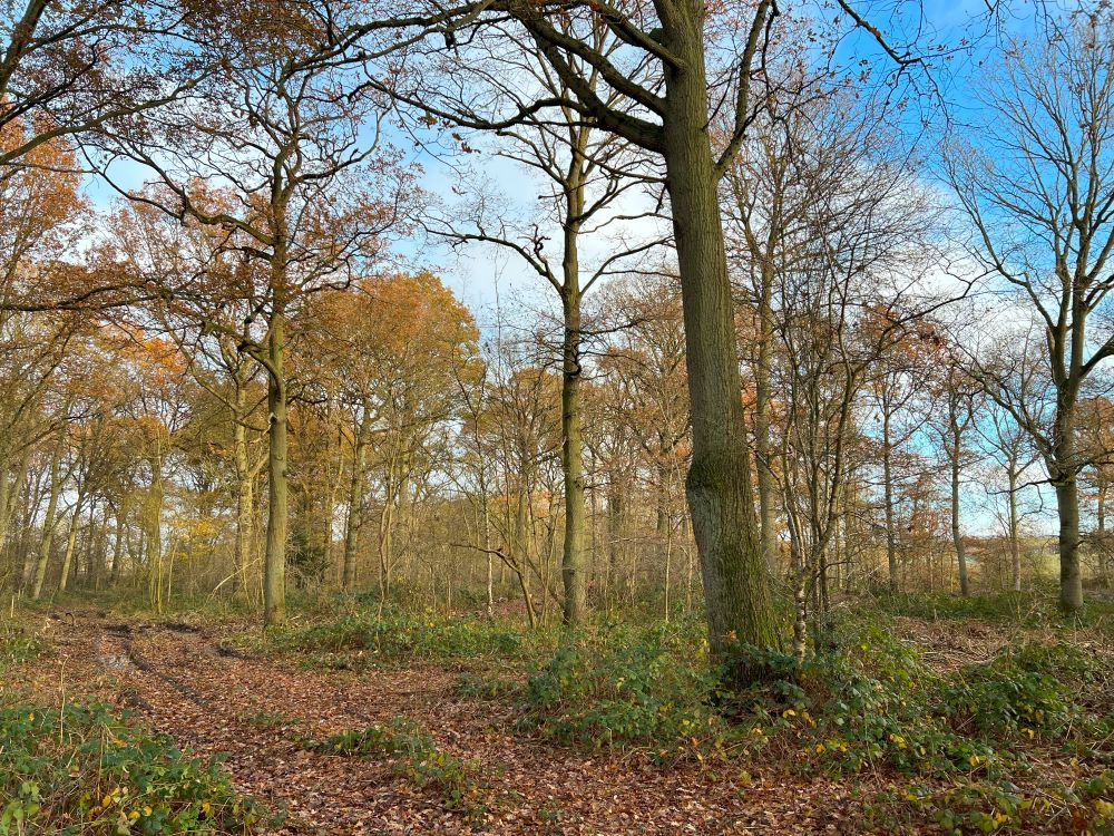 Late autumn colours among the oaks