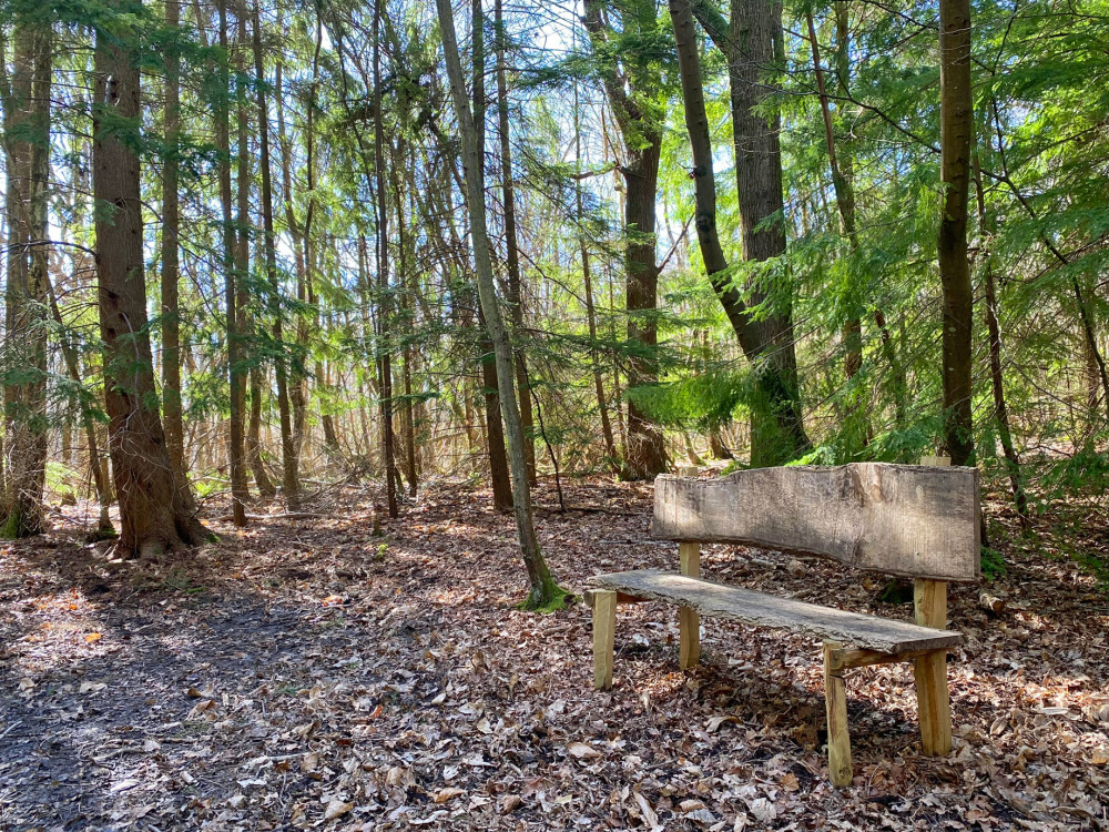 A rustic bench among the conifer and oak