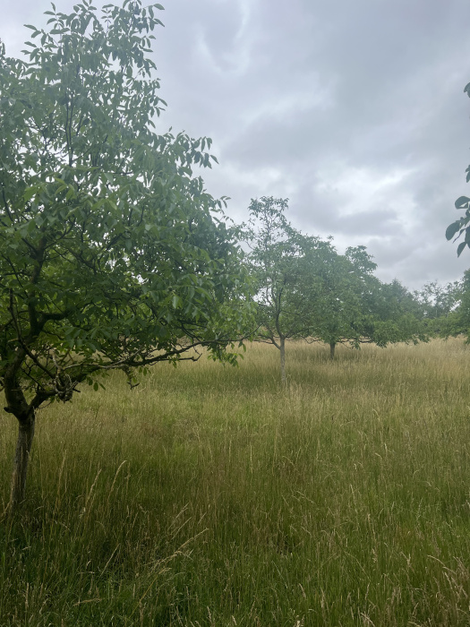 Summer in the orchard. 