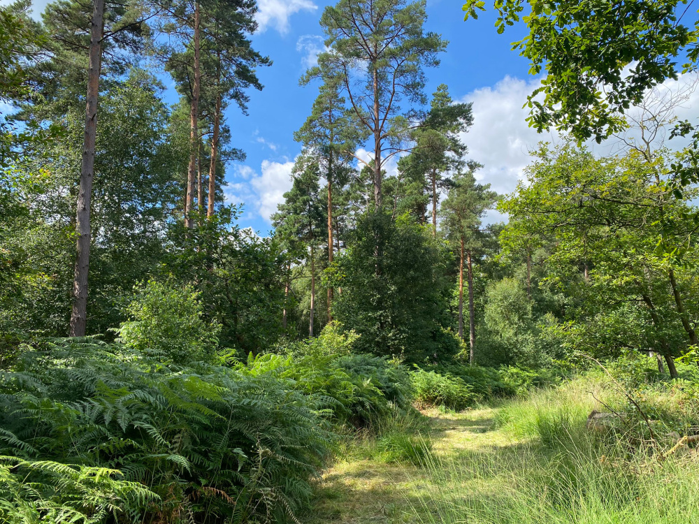 A grassy private track in Lens Wood