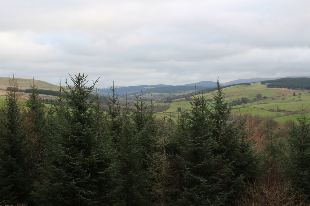 View over woodland