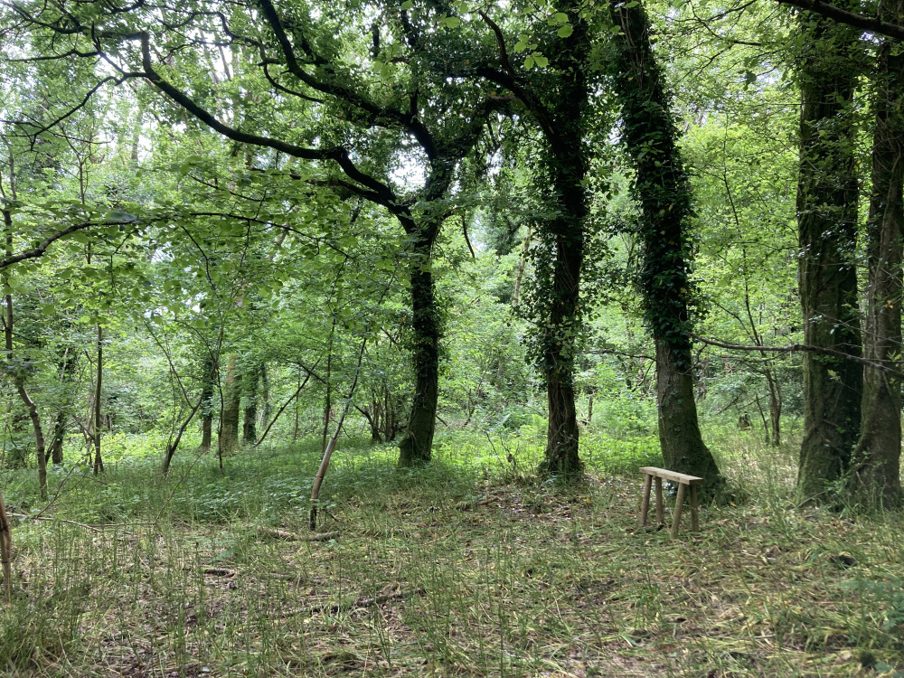 A bench beneath tall tree cover