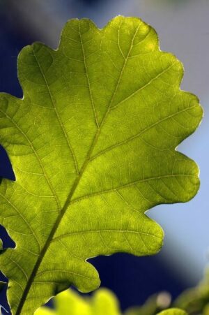 A call to all oak growers - help please.