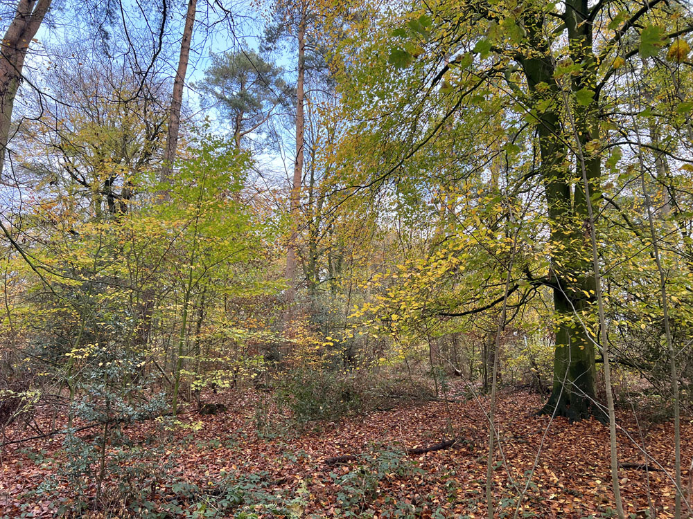 The golden colours of Autumn