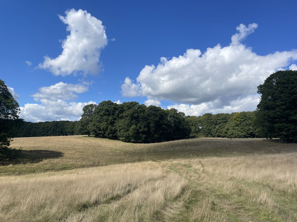 Oxford Meadow is a private parcel of land surrounded by standing woodland
