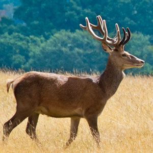 Whose afraid of the big bad wolf?