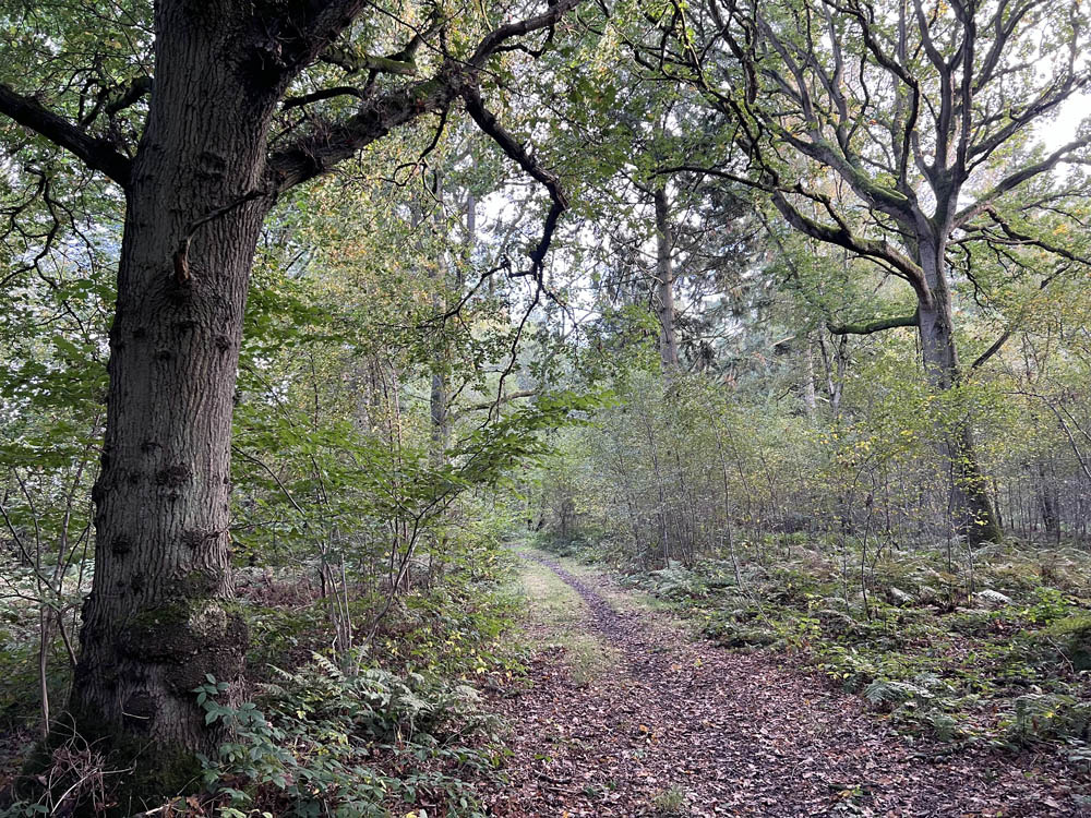 Large oak trees line the path