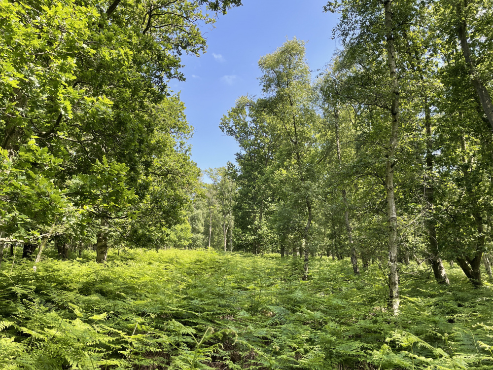 Oaks & Silver birch.