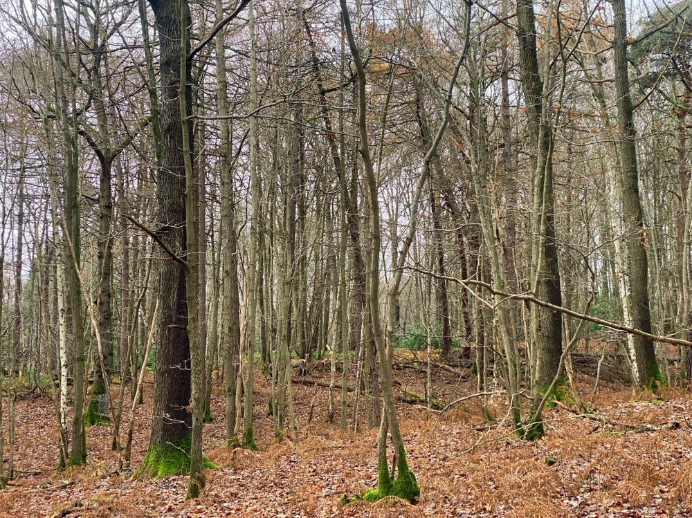 Mature oak and mixed broadleaves