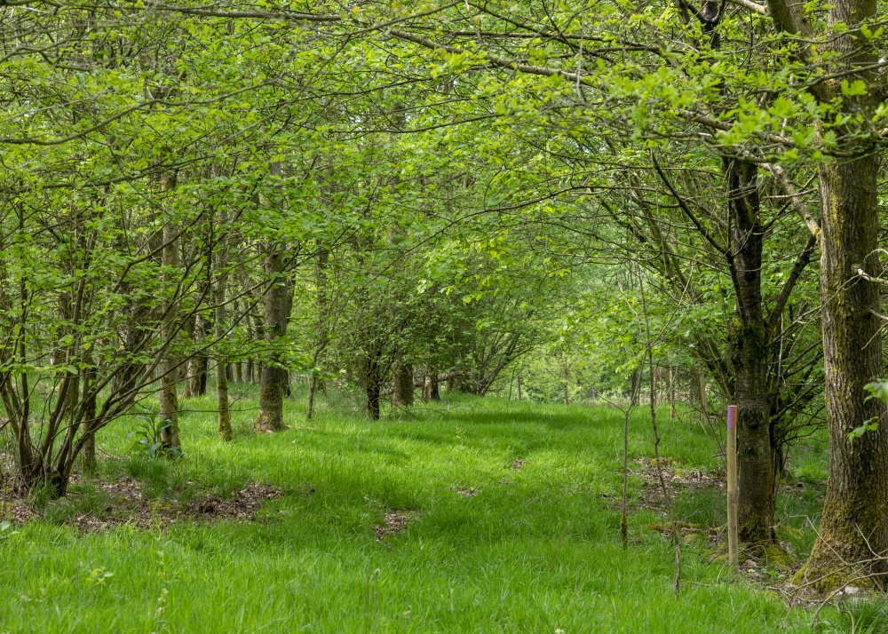 Summertime, and the wood is full of life
