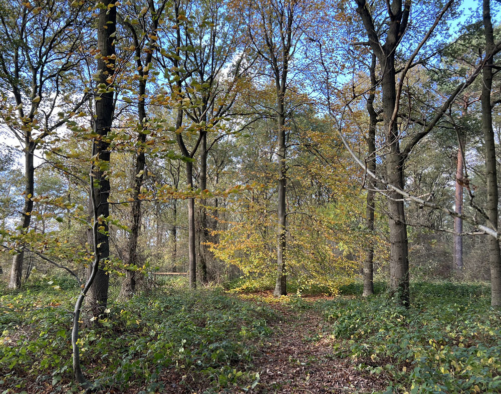 Inviting autumn colours