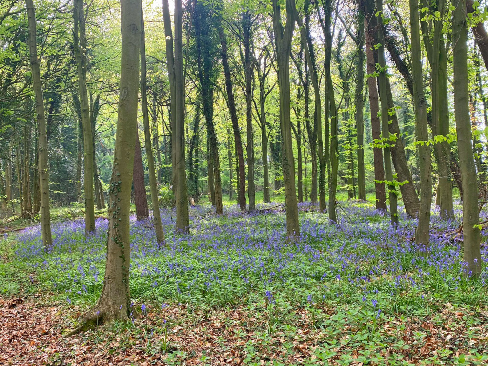 Bluebells