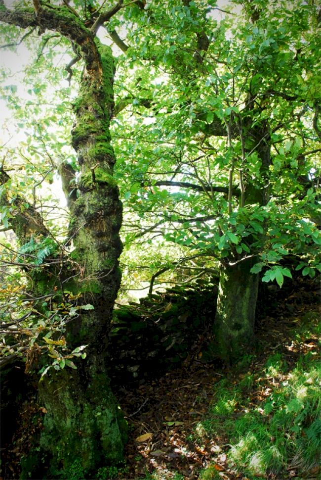 Sweet Chestnut trees