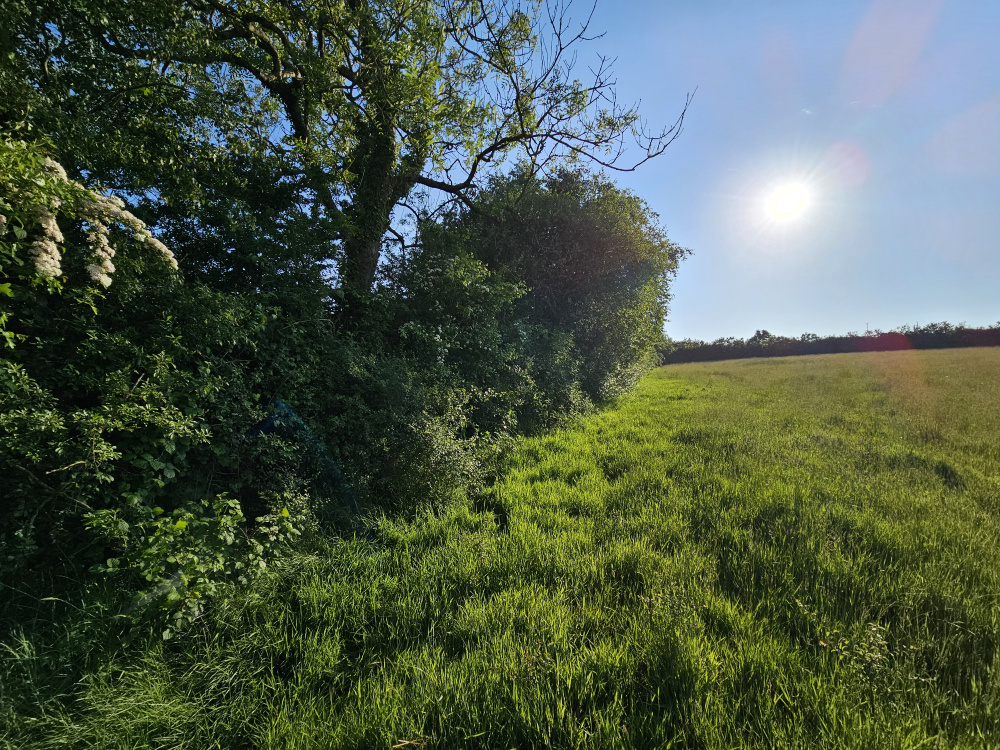 View along the southern hedgerow as the sun begins to set