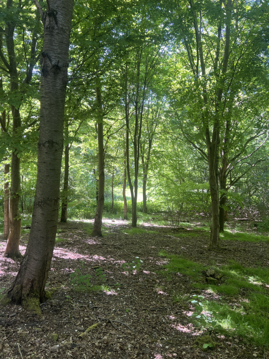 A view through the woods. 