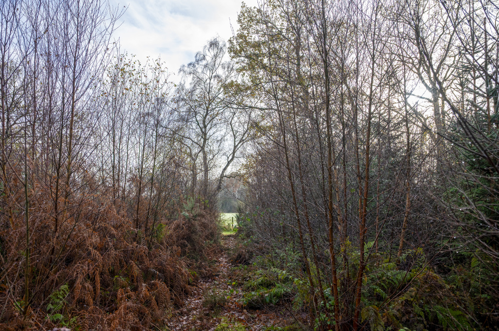 Pathway - with Stimmy Wood to the right
