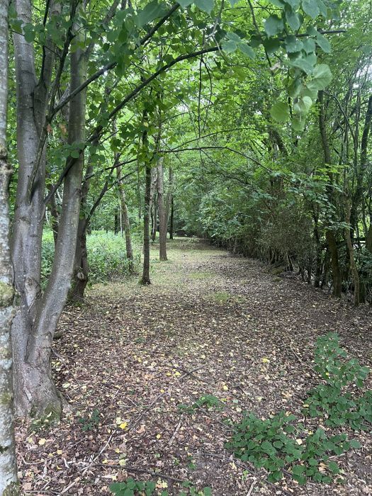Track through the wood. 