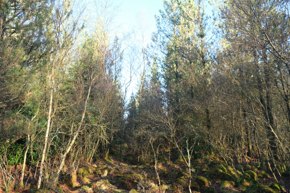 Diverse growth of birch and pine