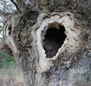 In praise of insects.