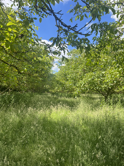 View through the wood. 