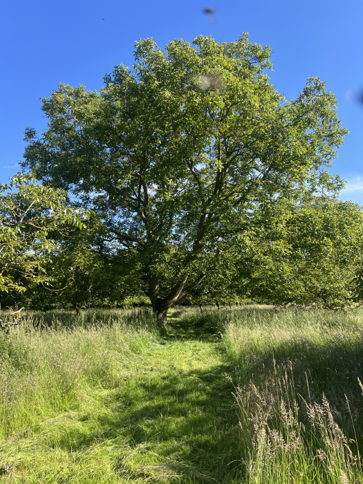 Beautiful walnut trees. 