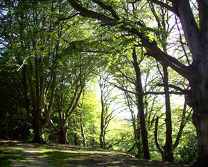 Future proofing a woodland?