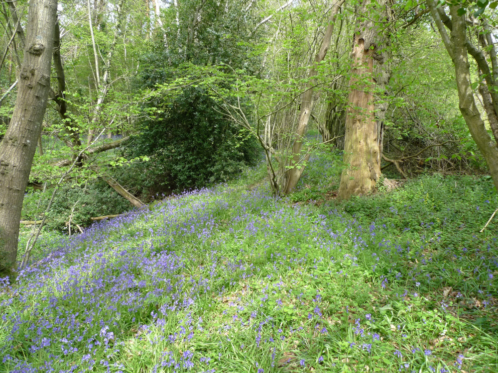 bluebells line the stream bank